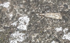 Catoptria falsella