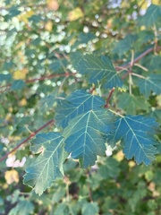 Acer glabrum