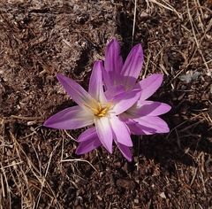 Colchicum montanum