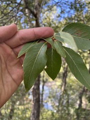 Populus angustifolia