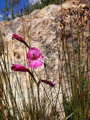 Gladiolus hirsutus