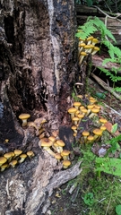 Armillaria mellea