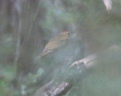 Hylocichla mustelina