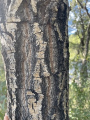 Populus angustifolia