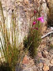 Gladiolus hirsutus