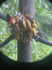 Ramphocelus passerinii