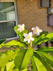 Plumeria