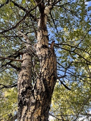 Populus angustifolia