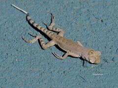 Callisaurus draconoides