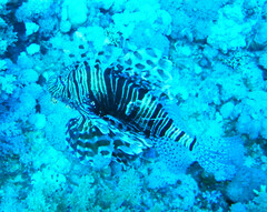 Pterois miles