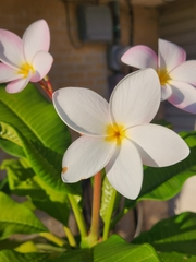 Plumeria
