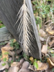 Elymus villosus