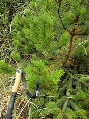 Pinus
