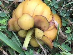 Garcinia atroviridis