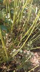Cytisus scoparius