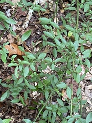 Vaccinium elliottii