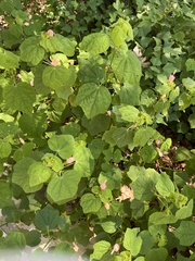 Malvaviscus arboreus