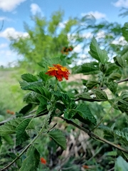 Lantana horrida