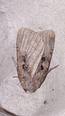 Xestia normanianus