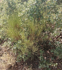 Cytisus scoparius