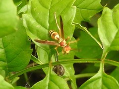 Polistes dorsalis neotropicus