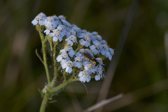 Sphaerophoria scripta