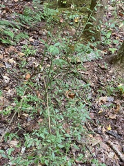 Vaccinium elliottii