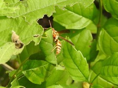 Polistes dorsalis neotropicus