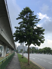 Garcinia atroviridis