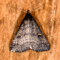 Tetanolita mynesalis