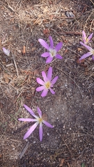 Colchicum montanum