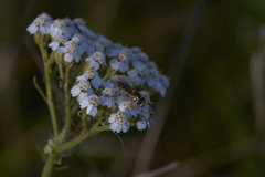 Sphaerophoria scripta