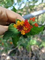 Lantana horrida