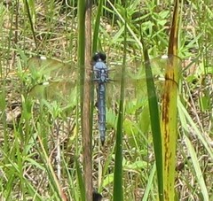 Libellula cyanea