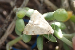 Heliothis peltigera