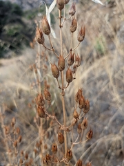 Penstemon