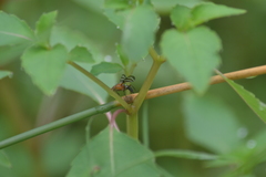 Tritoxa incurva