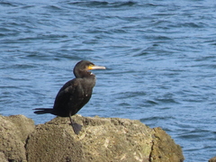 Phalacrocorax carbo