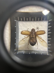 Amphimallon solstitiale