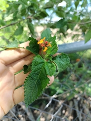 Lantana horrida