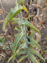 Penstemon