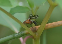 Tritoxa incurva