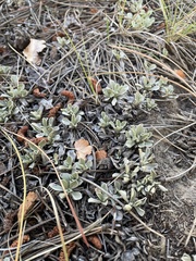 Antennaria parvifolia