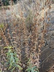 Penstemon