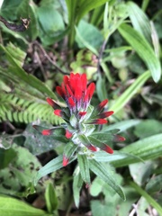 Castilleja arvensis arvensis
