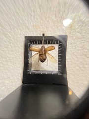 Amphimallon solstitiale