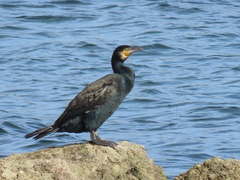 Phalacrocorax carbo