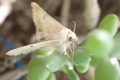Heliothis peltigera