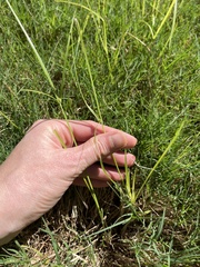 Cyperus brevifolius