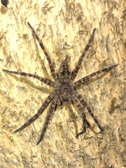 Pisauridae